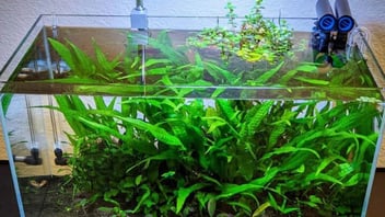 Low-light Red Tiger Lily Aquarium Plant