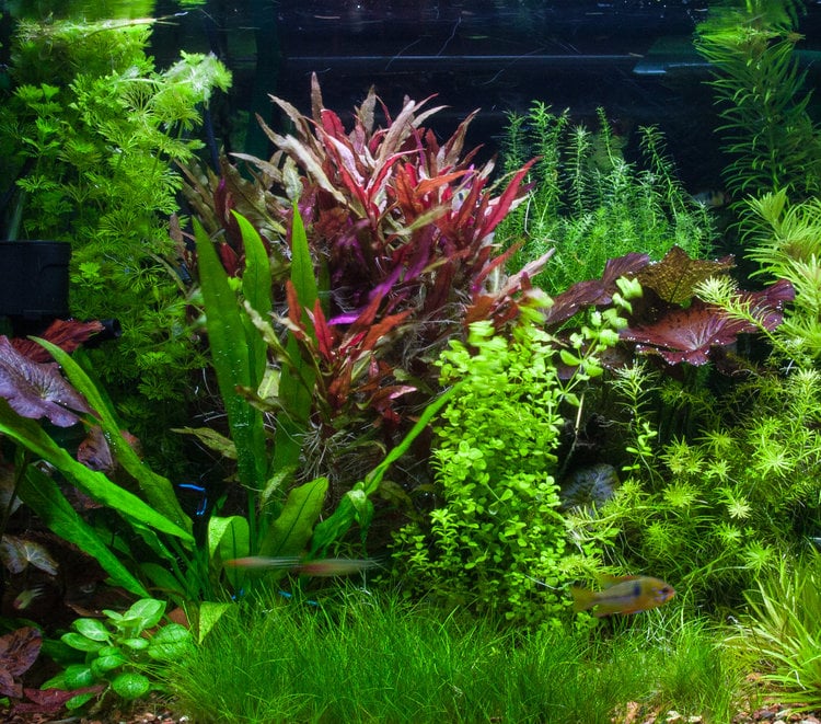 planting live aquarium plants
