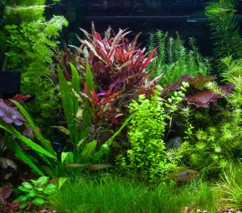 Step-by-Step Guide: How to Plant Live Aquarium Plants