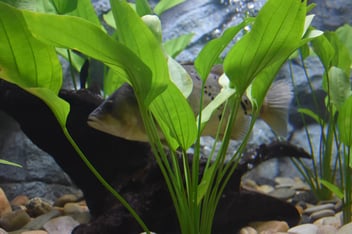 The Ultimate Guide to Amazon Sword Aquarium Plants