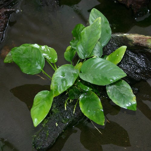 anubias nana, anubias nana care guide