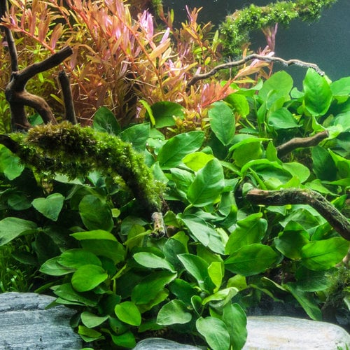 submerged aquarium plants, emersed aquarium plants