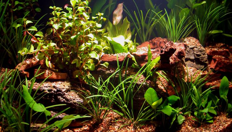 Acclimating Live Aquarium Plants, live fish tank plants