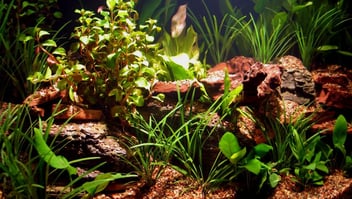 Top Low Light Aquarium Plants for Beginners