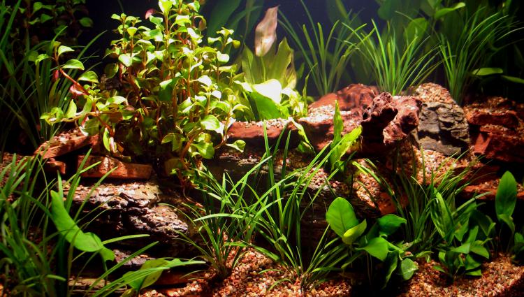 Aquarium Plants In Tank