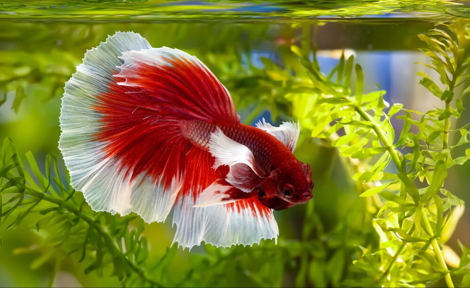 Betta Fish In Tank with low light aquarium plants