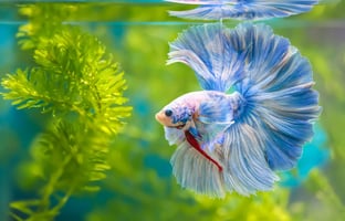 betta fish in fish tank with live aquarium plants