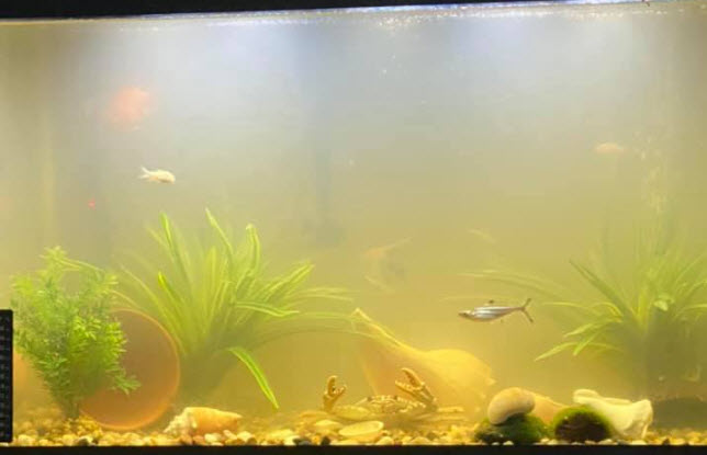 how to cycle fish tank fast, Cloudy Aquarium Fish Tank