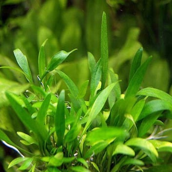 Cryptocoryne Parva Care for Lush Aquariums