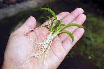 Exploring the Beauty of Dwarf Sagittaria Subulata