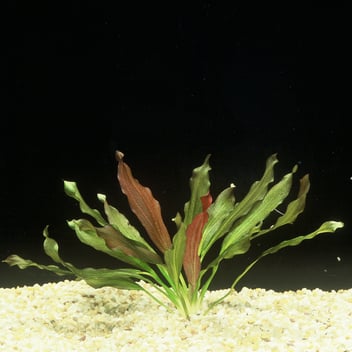 Low Light Aquatic Stem Plants: A Guide for Beginners