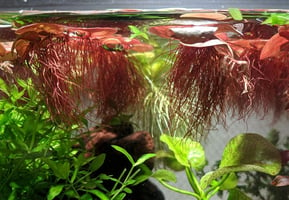 red root floater plants