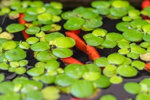 floating aquarium plants