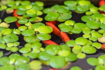 Top Aquarium Floater Plants for Your Aquarium: Enhance the Beauty