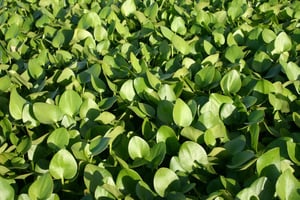 floating aquarium plants, american frogbit