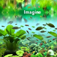 aquarium plant care