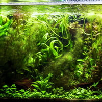 live aquarium plants