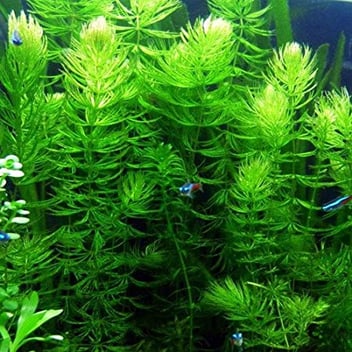 Unlocking the Benefits of Hornwort