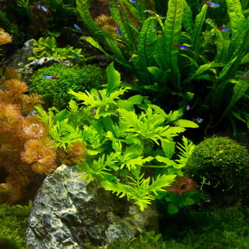 Dive into the Green: Low Light Aquarium Plants for Beginners