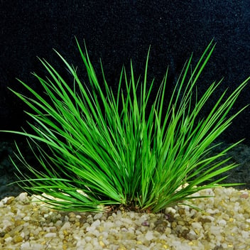 The Benefits of Live Aquarium Plants for Fish Tanks