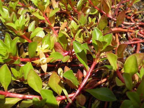 Propagating ludwigia repens, Ludwigia Repens Floating