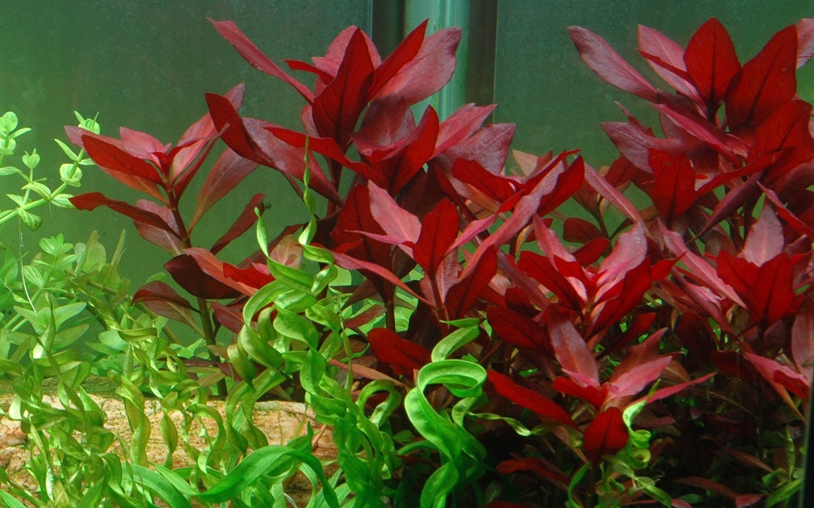 Ludwigia Repens Rubin, live aquarium plants, ludwigia plant