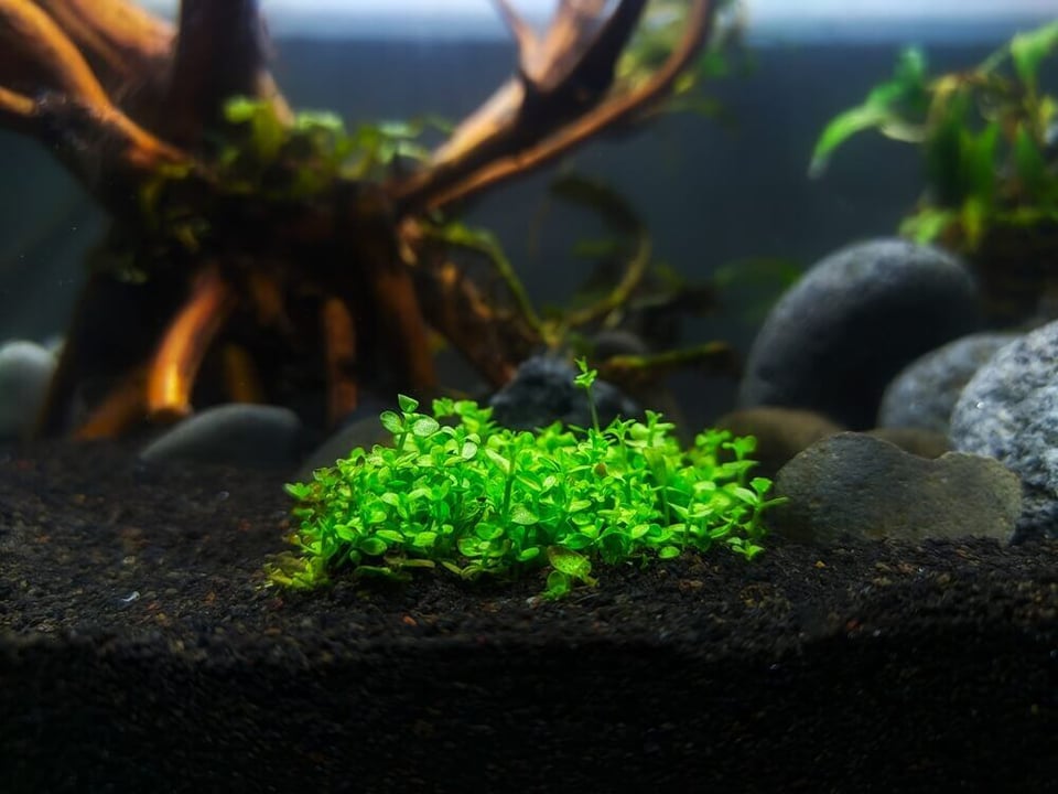 Monte Carlo - Low Light Aquarium Carpet Plant (1)