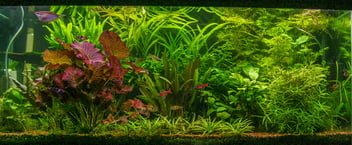 Growing Red Tiger Lotus Aquarium Plant: An Aquarist's Guide