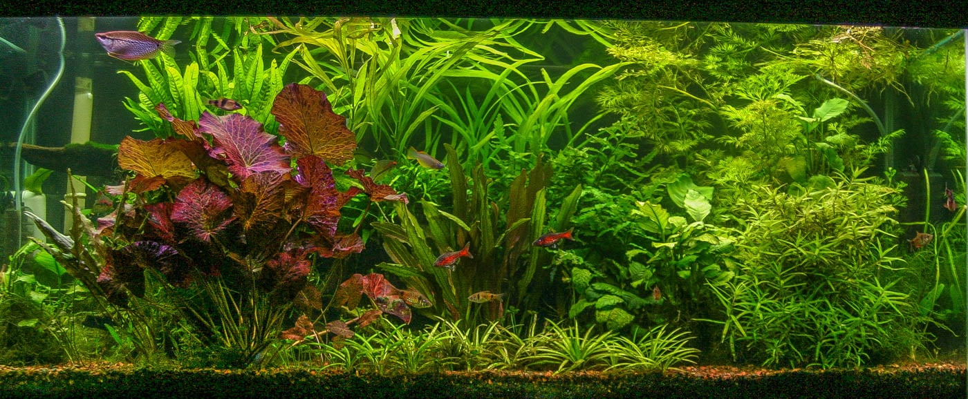 Nymphaea+red+tank+(1+of+1)