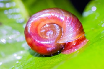 The Fascinating World of Ramshorn Snails