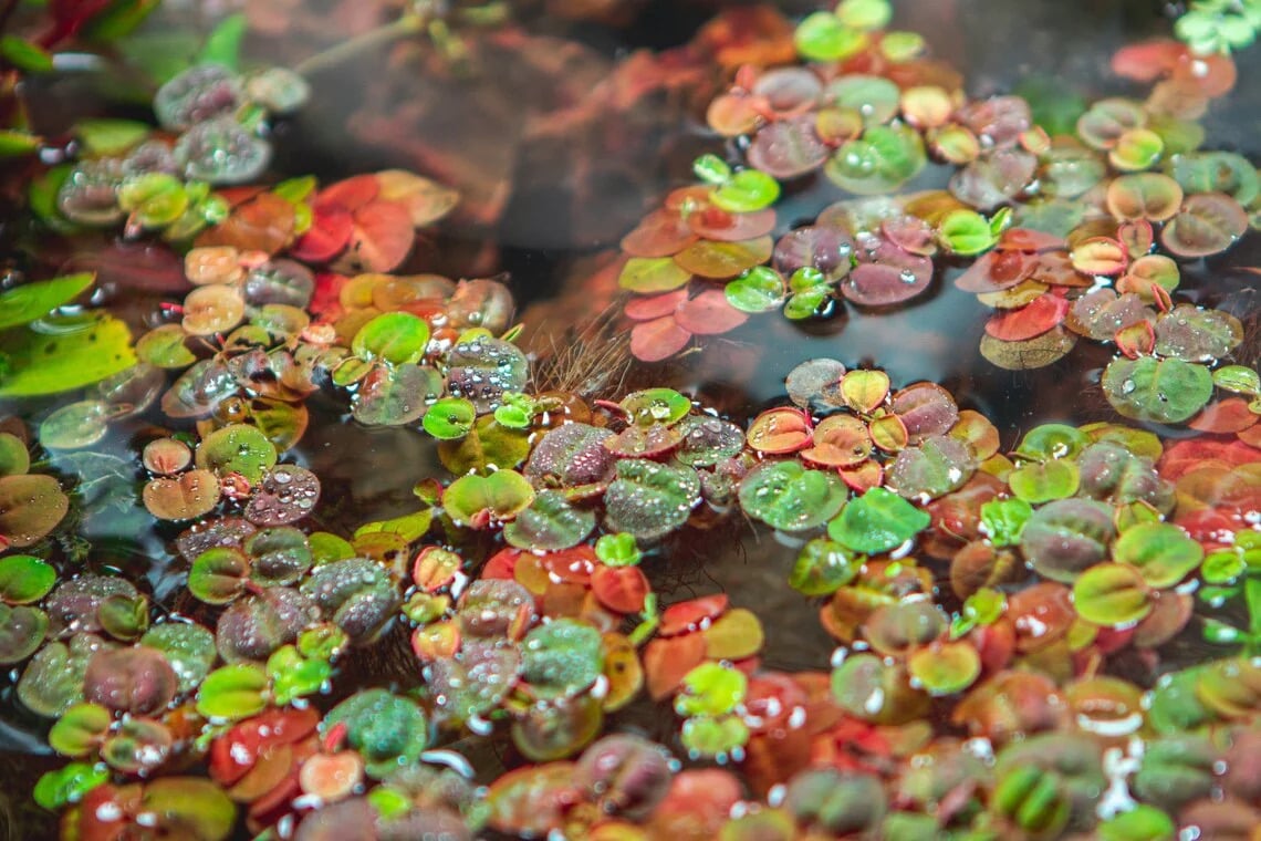 Red Root Floaters, floating aquarium plants