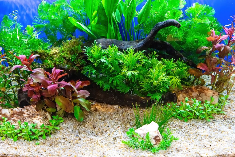Live Aquarium Plants, Live Aquatic Plants