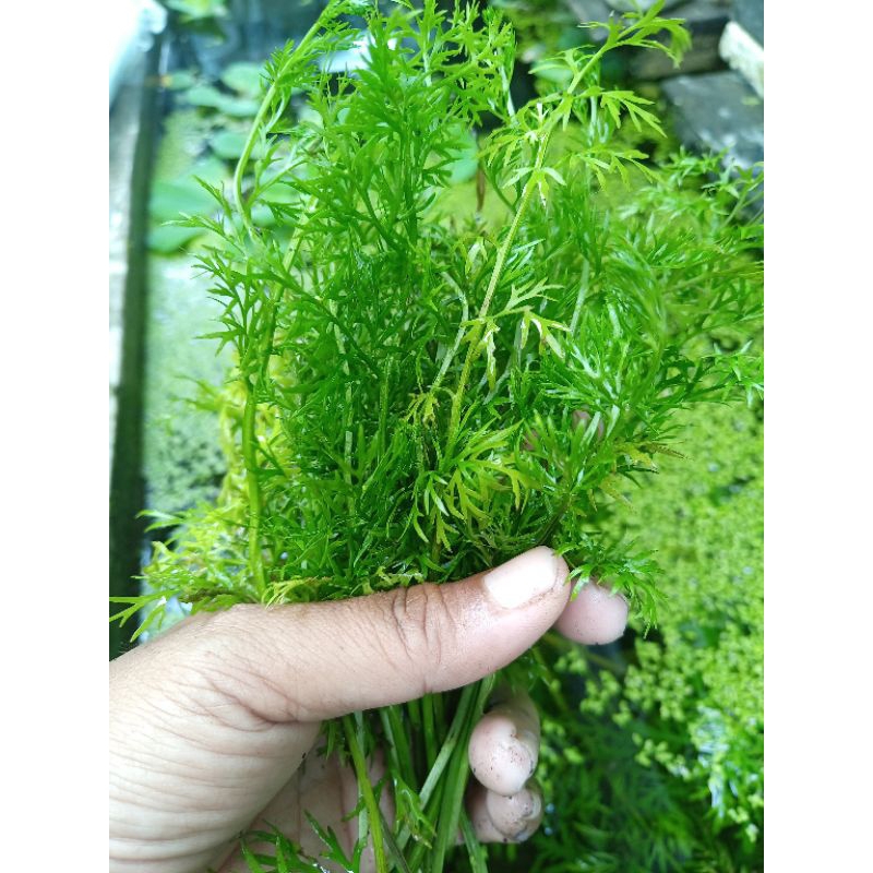 Water Sprite, live aquarium plants