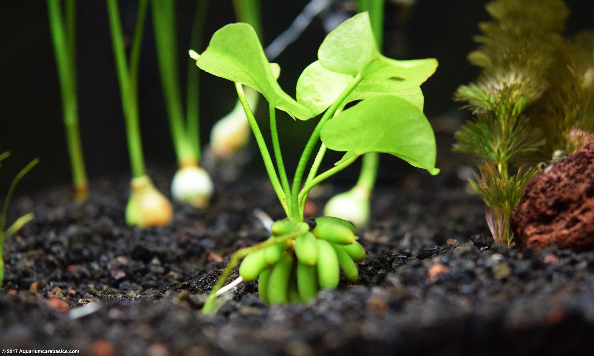 banana plant for fish tanks