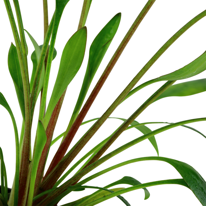 cryptocoryne lucens, crypt lucens