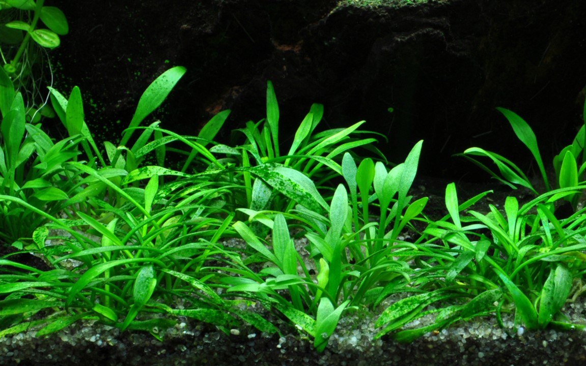 cryptocoryne parva carpeting plant