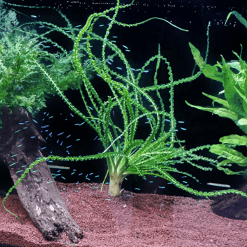 The Ultimate Guide to Low Light Aquatic Aquarium Plants