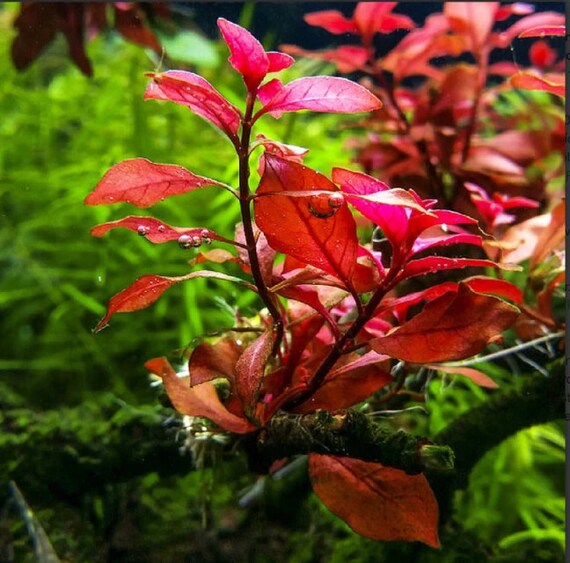 ludwigia repens, red ludwigia plant