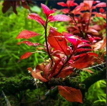 Can Ludwigia Repens Grow Floating: How To Care