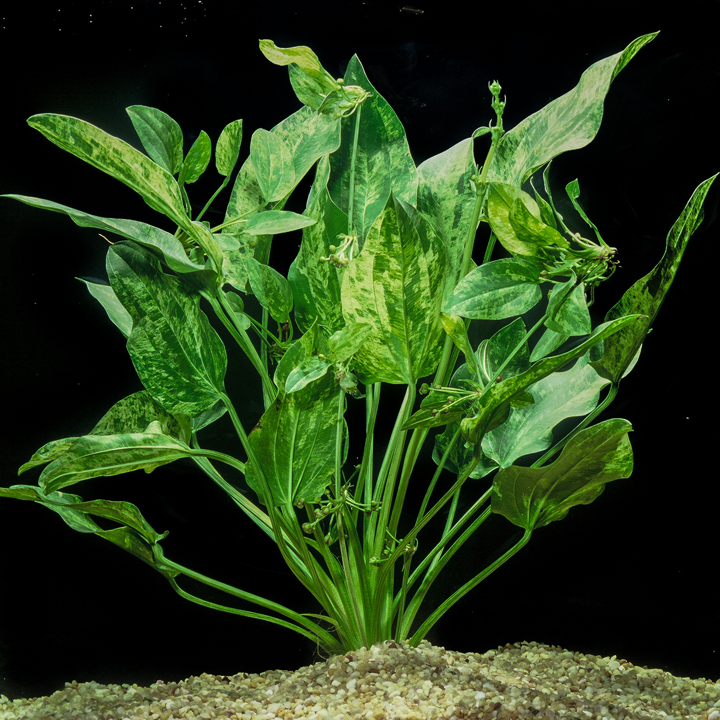 Everything You Need To Know Before Adding A Marble Queen Sword To Your Aquarium