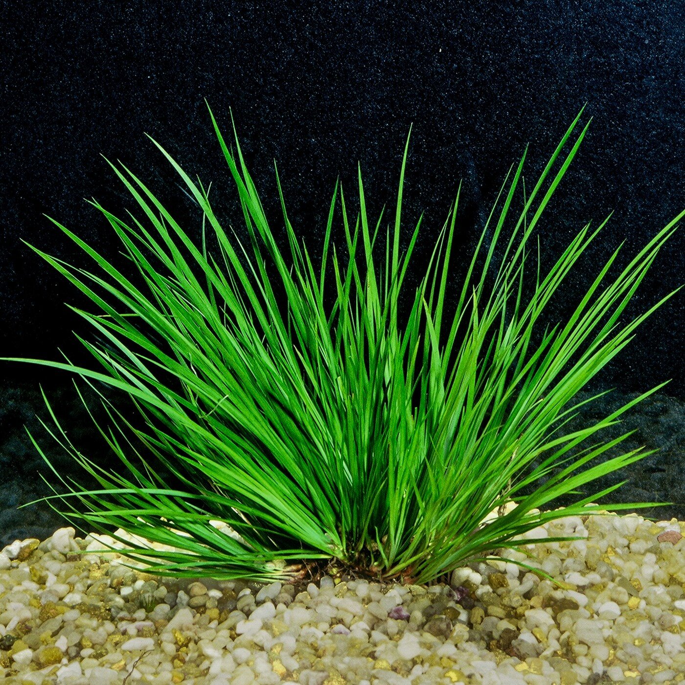 The Beauty and Benefits of Live Plants in an Aquarium