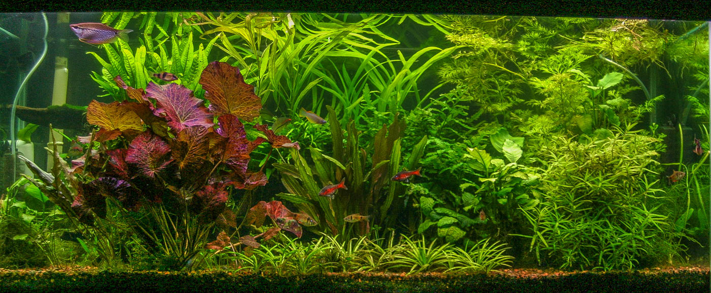 red tiger lotus aquarium plant inside fish tank